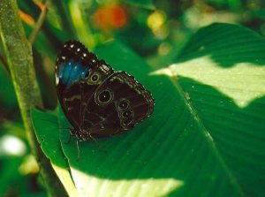 Butterfly Garden Tilaraji Resort