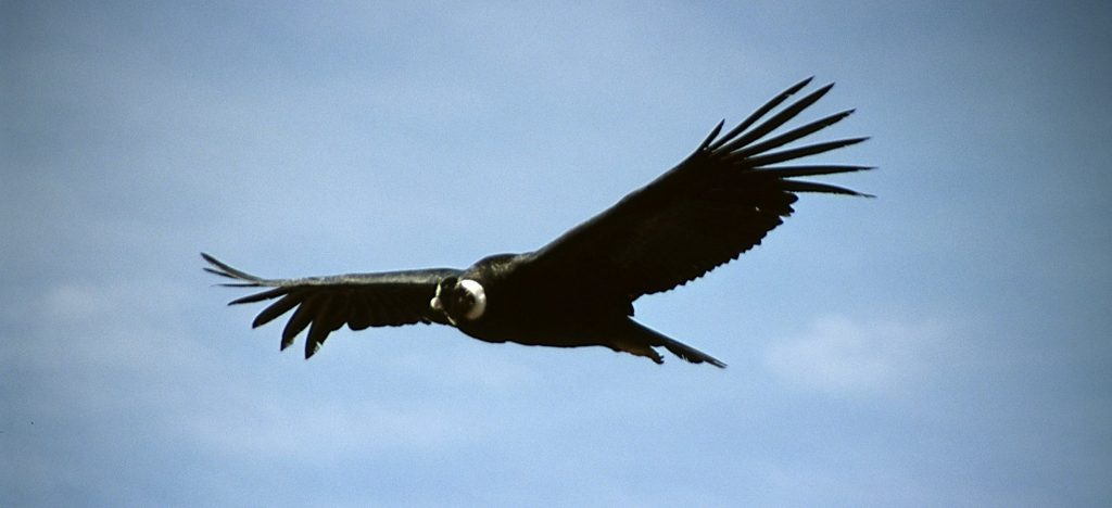 Condor Tortuguero