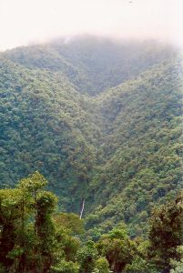 Tortuguero Rainforest Costa Rica