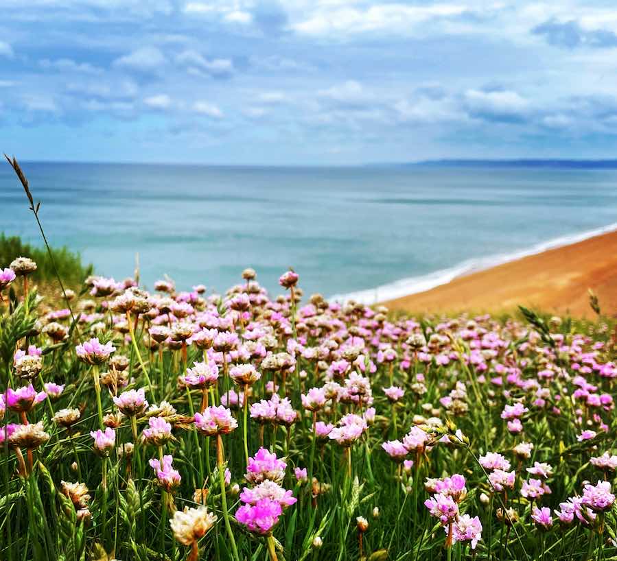 Wild-Flowers-SW-Coast-Path-Dorset