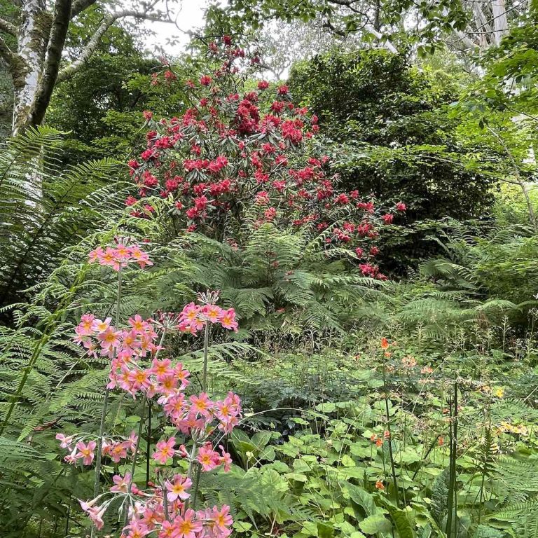 Abbotsbury-Tropical-Gardens-Flowers