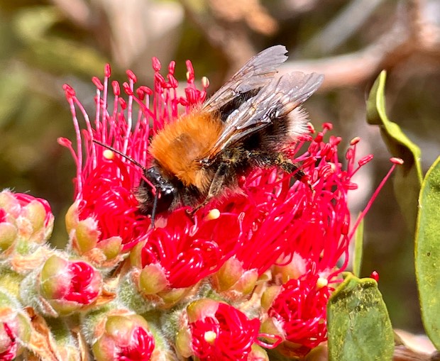 Abbotsbury-bee-flower-dorset