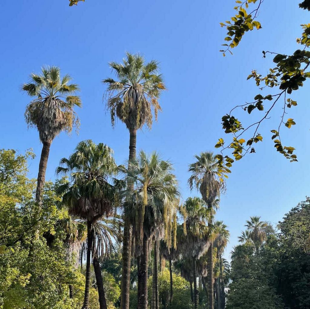 Lisbon Botanical Gardens Palm Trees